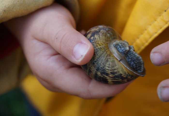Octobre : rencontre avec les escargots