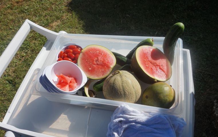 Juillet, Lézards au jardin : dégustation de fruits de saison et légumes du potager