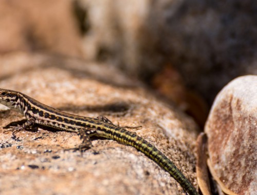 La 10ème édition de la semaine « Lézards au jardin »